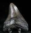Serrated Megalodon Tooth - Georgia #20547-1